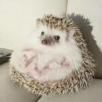 thelazyhedgehog