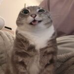 CRYPTOKOT